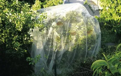 Image de Filet de protection PROTECT FRUIT 5,2 x 5 m