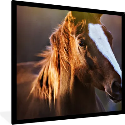 Produktbild von MuchoWow® Gerahmtes Poster Pferd - Licht - Mantel 40x40 cm - Poster mit Schwarzem Bilderrahmen Wandposter Rahmen Foto Bilder - Mit Rahmen - Wanddekoration Schlafzimmer