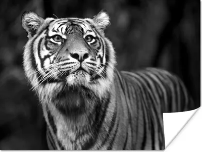 Produktbild von MuchoWow® Poster Tiger - Dschungel - Schwarz - Weiß 120x90 cm - Wandbild