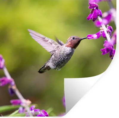Produktbild von MuchoWow® Wandtattoo Wandsticker Wandaufkleber Kolibri - Vogel - Natur 30x30 cm Selbstklebend und Repositionierbar - Repositionierbar - Wasser abweisend
