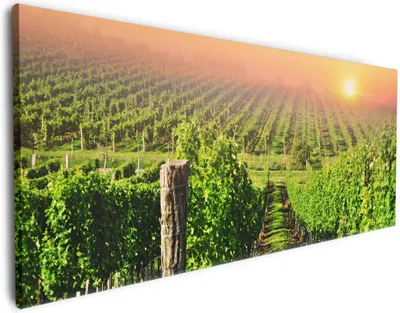 Produktbild von Wallario Premium Leinwandbild Weinberg mit untergehender Sonne in Größe 50 x 125 cm