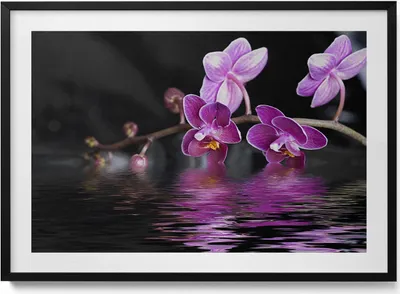 Produktbild von Rosa Orchideenblüte auf dem Wasser– Wandbild mit Rahmen – Gerahmtes Bild  – Wanddekoration – 100x70 cm –  Schwarz Rahmen
