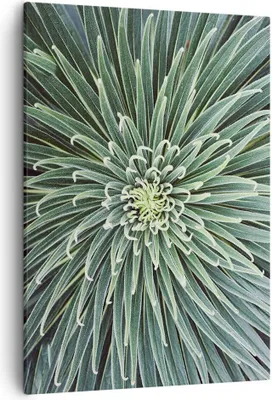 Produktbild von Bild auf Leinwand - Leinwandbild - Einteilig - Agave Grün Pflanze - 50x70cm - Wand Bild - Wanddeko - Wandbilder - Leinwanddruck - Wanddekoration - Leinwand bilder - Wandbild - PA50x70-4905