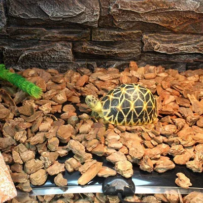 Produktbild von 2 Stück nicht-klebende Terrarium-Heizmatte für Reptilien - geeignet für Schildkröten, Schlangen, Eidechsen, Geckos, Einsiedlerkrebse und Amphibien