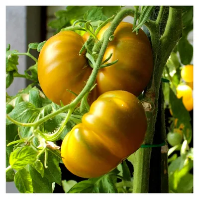 Produktbild von Aunt Ruby's Deutsche Grüne -Tomatensamen