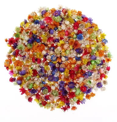 280 Stück getrocknete Blumen, natürliche Trockenblumen, Bastelornamente