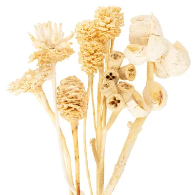 Produktbild von Trockenblumen Mix 60St Deko Exoten Sortiment gebleicht für Floristik und Tischdeko, 60 Stück