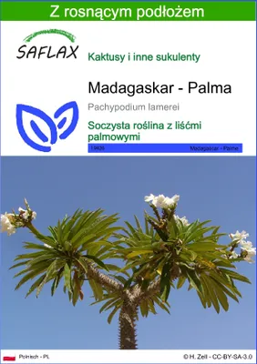 Zdjęcie produktu dla SAFLAX - Madagaskar - Palma - 10 Nasiona - Z podłożem uprawowym wolnym od zarazków - Pachypodium lamerei