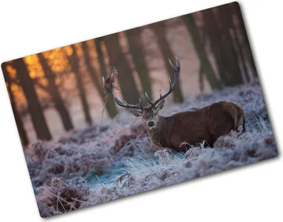 Produktbild von Tulup Glas Herdabdeckplatte - 80x52 cm - Glaskeramikkochfeld-Abdeckung Spritzschutz Glasabdeckplatte - Einteilig - Tiere - Hirsch Sonnenaufgang - Braun