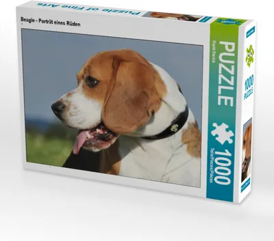 Produktbild von CALVENDO Puzzle Beagle - Porträt eines Rüden | 1000 Teile Lege-Größe 64x48cm Foto-Puzzle für glückliche Stunden
