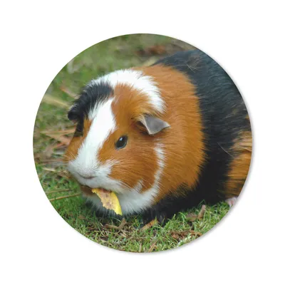 Produktbild von MuchoWow® Mauspad Mousepad Meerschweinchen draußen 40x40 cm - Mousepads - Maus Mat - Pad - Mausunterlage - Schreibtisch Accessoires