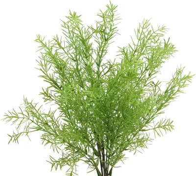 Produktbild von Asparagus Zierspargel künstlich Dekopflanze Grün 46cm