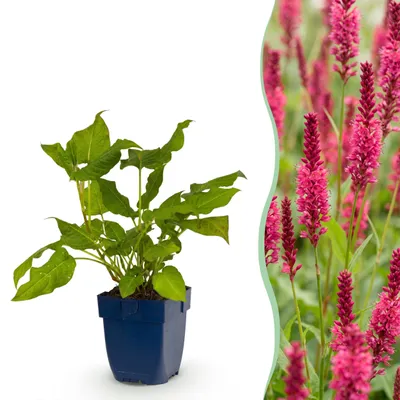 Produktbild von Persicaria amplexicaulis – Knöterich – Schatten – Rot - 15-25cm - Ø11cm - Gartenpflanze