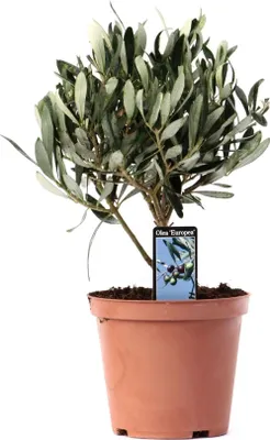 Obrázok produktu pre Olivovník Olea europaea, izbová rastlina, priemer 13 cm, výška 21 cm, stredomorská rastlina, dekorácia