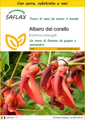 Immagine prodotto di SAFLAX Insieme di coltivazione - Albero del corallo - 6 semi - Erythrina