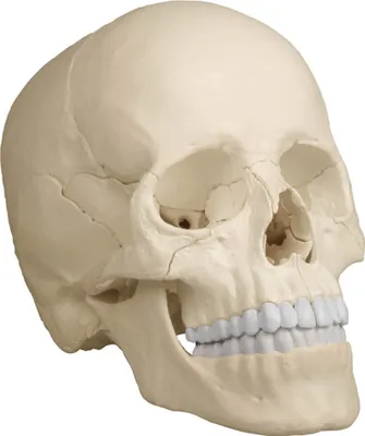 Image de Erler-Zimmer Modèle de crâne ostéopathique 22 pièces version anatomique