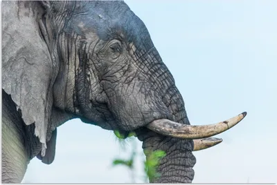 Produktbild von MuchoWow® Poster Elefant - Tiere - Grau - Natur 60x40 cm - Schlafzimmerdekoration