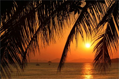 Produktbild von Wallario Premium Vliestapete Fototapete Sonnenuntergang unter Palmenblättern in der Größe 400 x 267 cm, extra dick, wird in 5 Teilen geliefert