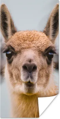 Produktbild von MuchoWow® Poster Lama - Selfie - Boom 80x160 cm - Kinderzimmer