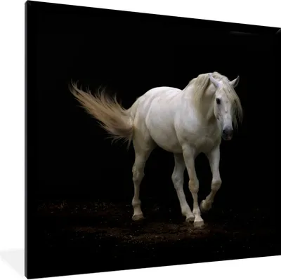 Produktbild von MuchoWow® Gerahmtes Poster Pferde - Nutztiere - Schwarz 40x40 cm - Poster mit Schwarzem Bilderrahmen Wandposter Rahmen Foto Bilder - Mit Rahmen - Wanddekoration Schlafzimmer