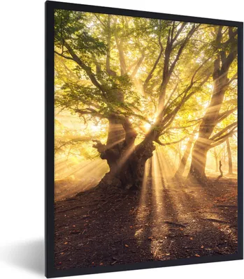 Produktbild von MuchoWow® Gerahmtes Poster Baum - Wald - Sonne 60x80 cm - Poster mit Schwarzem Bilderrahmen Wandposter Rahmen Foto Bilder - Premium - Wanddeko Wohnzimmer