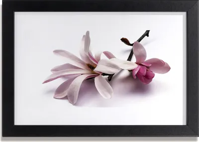Produktbild von Bild 30x20 MDF-Rahmen Wandkunst Natur Blume Pflanze