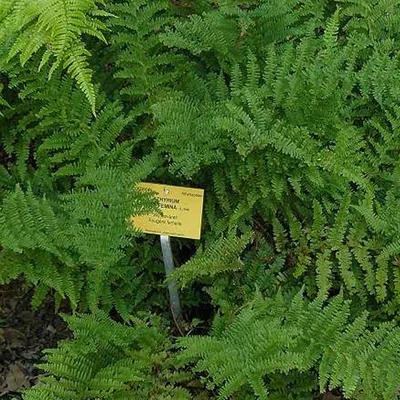 Produktbild von 6 x Wijfjesvaren - Athyrium filix femina  | Topf 9cm x 9cm
