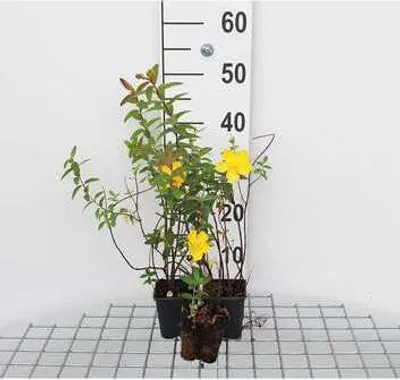 Image de 12 x Hypericum hybr. 'Hidcote' - Millepertuis - Pot 9 cm x 9 cm