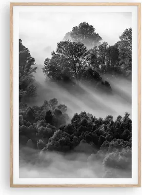 Produktbild von Gerahmtes Poster - Rahmen in heller Eiche - Schwarzweiß Bäume Nebel - 70x100 cm - Wand Bild - Wanddeko - Wandbilder - Kunstposter - Wandposter - Bilderrahmen - Bilder - Kunstdruck - P2NPA70x100-4510