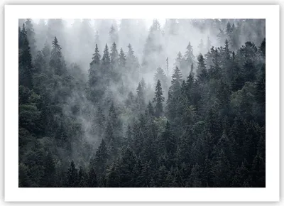 Produktbild von Poster - Poster ohne Rahmen - Wald Baum Natur - 70x50 cm - Wand Bild - Wanddeko - Wandbilder - Kunstposter - Wandposter - Bilder - Kunstdruck - Wanddekoration - Wandbild - P2XAA70x50-4074