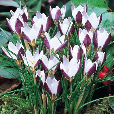 Produktbild von Blumenzwiebeln Blumen Zwiebeln Crocus Frühlingskrokus Lady Killer 10 St.