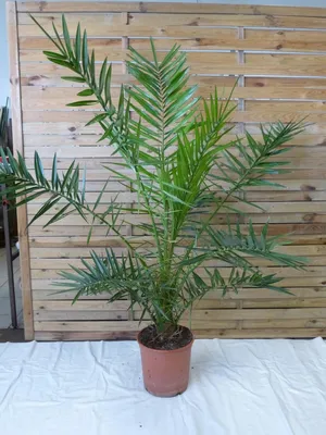 Produktbild von [Palmenlager] Phoenix canariensis - kanarische Dattelpalme - 160 cm - kräftiger Stamm- viele Wedel // Indoor & Outdoor Palme