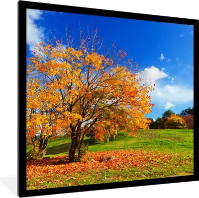 Produktbild von MuchoWow® Gerahmtes Poster Baum - Blätter - Herbst - Jahreszeiten 40x40 cm - Poster mit Schwarzem Bilderrahmen Wandposter Rahmen Foto Bilder - Mit Rahmen - Wanddekoration Schlafzimmer
