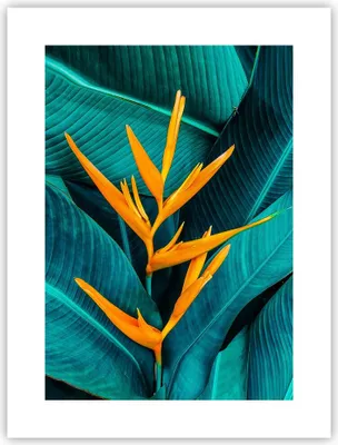 Produktbild von Poster - Poster ohne Rahmen - Blumen Tropen Blätter - 30x40 cm - Wand Bild - Wanddeko - Wandbilder - Kunstposter - Wandposter - Bilder - Kunstdruck - Wanddekoration - Wandbild - P2XPA30x40-5116
