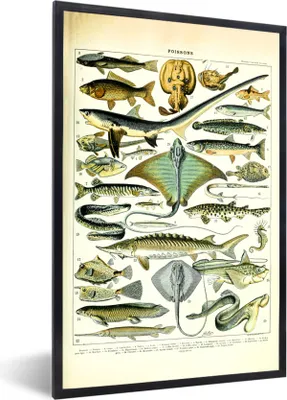 Produktbild von MuchoWow® Gerahmtes Poster Fische - Meerestiere - Tiere 20x30 cm - Poster mit Schwarzem Bilderrahmen Wandposter Rahmen Foto Bilder - Drucken - Bilder Poster im Rahmen