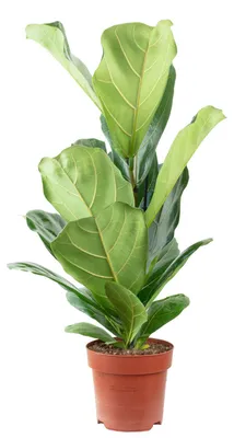 Produktbild von Geigenfeige - pflegeleichte Zimmerpflanze, Ficus Lyrata - Höhe ca. 65 cm, Topf-Ø 17 cm