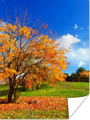 Produktbild von MuchoWow® Poster Baum - Blätter - Herbst - Jahreszeiten 120x160 cm - Wandbilder