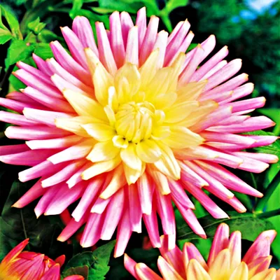 Obrázek produktu pro Kaktusová dahlia Gina Lombert 1 ks Dahlia sazenice sazenice velké hlízy