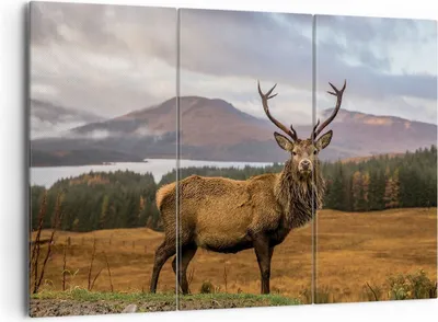 Produktbild von Bild auf Leinwand - Leinwandbild - 3 Teile - Rehe Wiese Berge - 165x110cm - Wand Bild - Wanddeko - Wandbilder - Leinwanddruck - Bilder - Wanddekoration - Leinwand bilder - Wandbild - CE165x110-4231