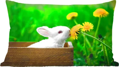 Produktbild von MuchoWow® Zierkissen Sofakissen Wohnzimmer Dekokissen 50x30 cm Kaninchen - Löwenzahn - Gras - Wohnzimmerdekoration - Polster mit Photo