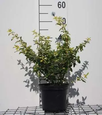 Image de Euonymus fort. 'Blondy'® ('interbolwi') - Arbuste à ailes de liège 20- 30 cm Conteneur