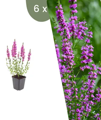 Produktbild von Plants by Frank | 6 Blutweiderich Pflanzen | Lythrum Salicaria | Stauden | Winterhart | Mehrjährig | Gartenpflanzen