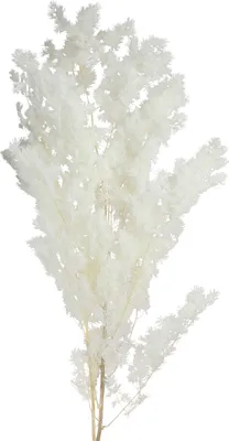 A single dried decorative plant stem with white feathery plumes.