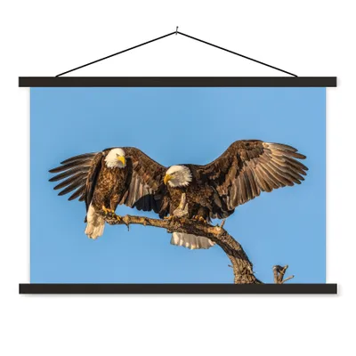 Produktbild von MuchoWow® Textilposter Vogel - Äste - Adler - Raubvögel - Luft 60x40 cm mit schwarzem Rahmen - Hölzernes