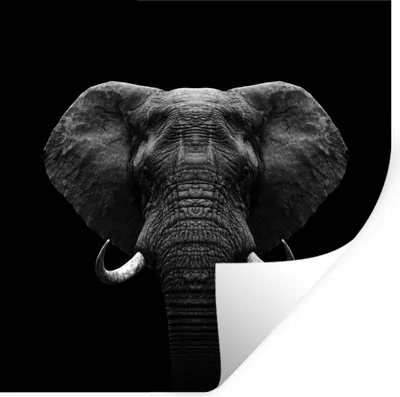 Produktbild von MuchoWow® Wandtattoo Wandsticker Wandaufkleber Tiere - Elefant - Porträt - Schwarz - Weiß 50x50 cm Selbstklebend und Repositionierbar - Selbstklebend - Fototapeten