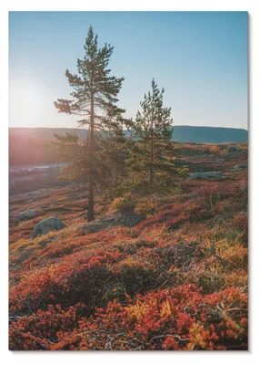Zdjęcie produktu dla PLAKAT – 42 x 59 cm (A2) – zdjęcie cyfrowe – majestatyczne drzewa, ciepłe kolory, spokojna atmosfera – dekoracja ścienna do salonu, sypialni i przedpokoju, nowoczesny plakat, bez ramy