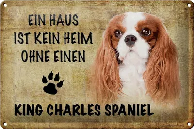 Produktbild von Blechschild Spruch 30x20cm King Charles Spaniel Hund ohne kein Heim