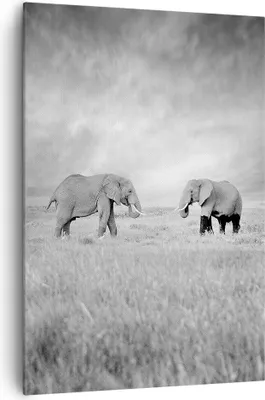 Produktbild von Bild auf Leinwand - Leinwandbild - Einteilig - Elefanten Schwarzweiß Safari - 70x100cm - Wand Bild - Wanddeko - Wandbilder - Leinwanddruck - Wanddekoration - Leinwand bilder - Wandbild - PA70x100-4186
