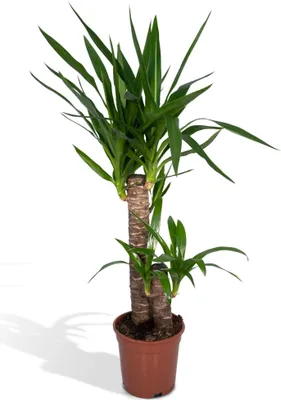 Zdjęcie produktu dla Meergroothandel Yucca Elephantipes lilia palmowa - 85 cm, Ø17 cm
