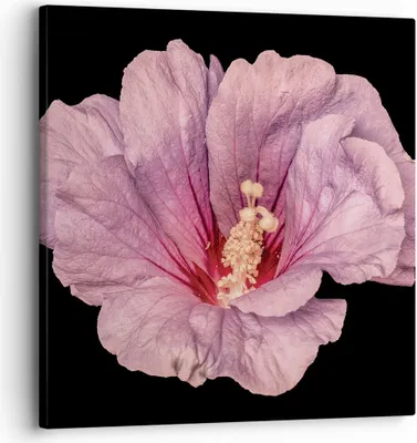 Produktbild von Bild auf Leinwand - Leinwandbild - Einteilig - Hibiskus Blume Rosa - 30x30cm - Wand Bild - Wanddeko - Wandbilder - Leinwanddruck - Bilder - Wanddekoration - Leinwand bilder - Wandbild - AC30x30-4481